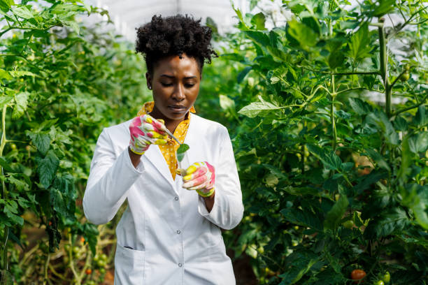Découvrez l'éventail des programmes de premier cycle proposés dans les domaines de l'agriculture, de l'horticulture, de la sylviculture, des sciences alimentaires et de la nutrition humaine.
